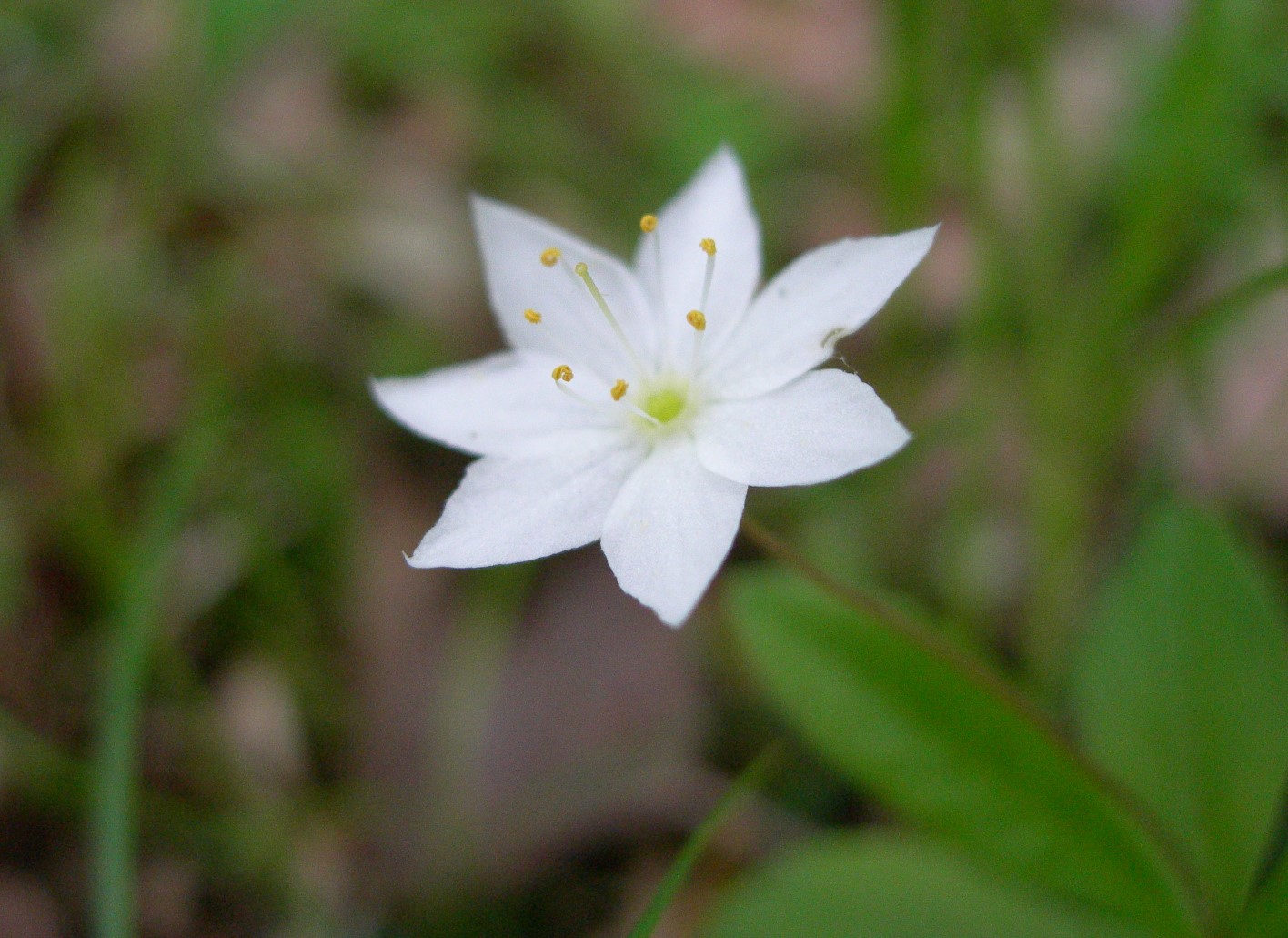 star-flower